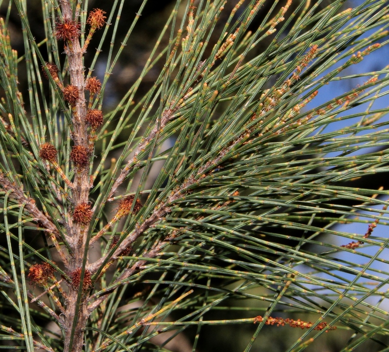 Allocasuarina-littoralis