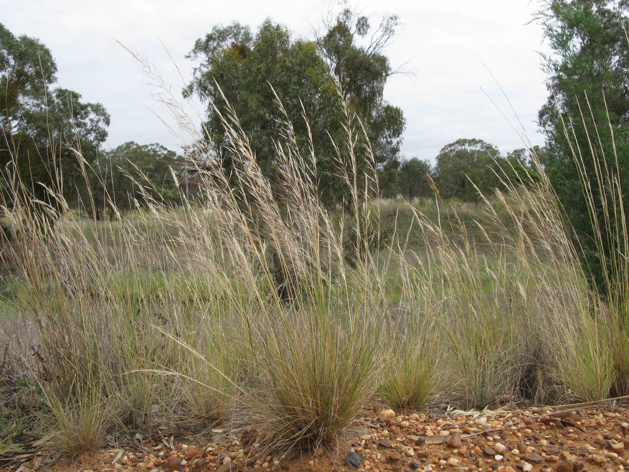 Austrostipa_scabra