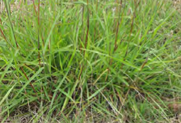 Botriochloa macra