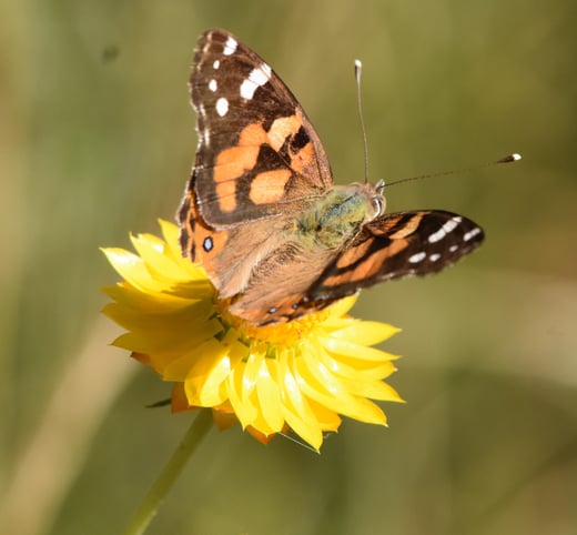 Common Brown Butterfly Square