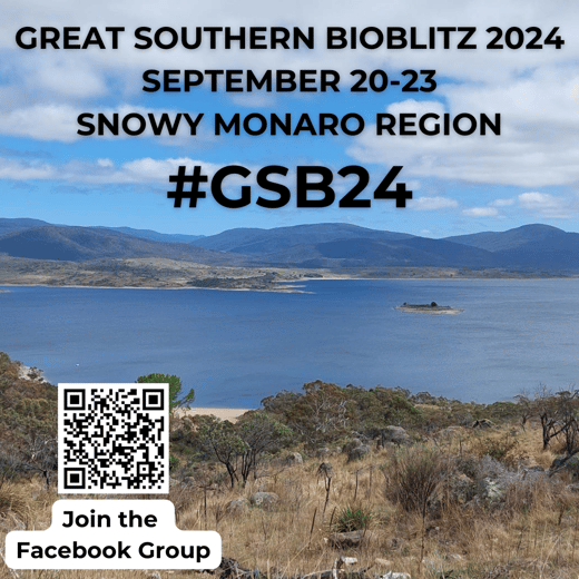 GSB24 Snowy Monaro