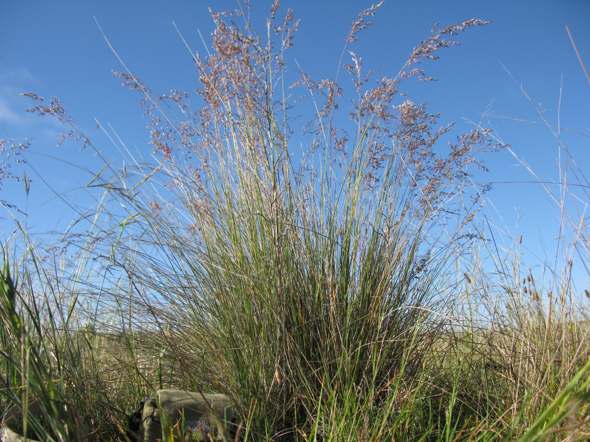 Poa_sieberiana